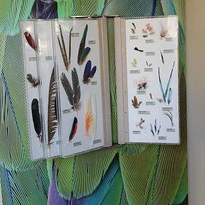 Feather-display