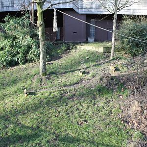 Squirrel monkey-enclosure