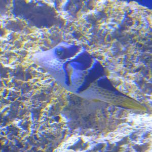 Valentin's Sharpnose Puffer