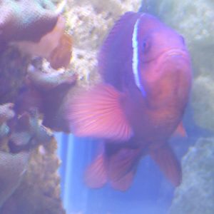 Tomato Clownfish