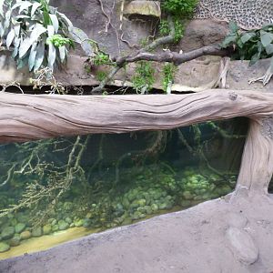 Roti Island Snake-Necked Turtle Exhibit in the Elephant House