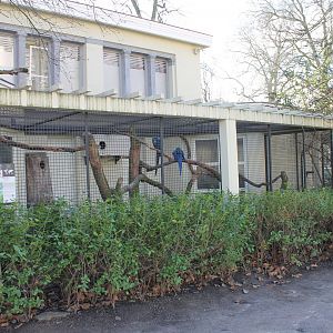 Aviary Hyacinthine macaw
