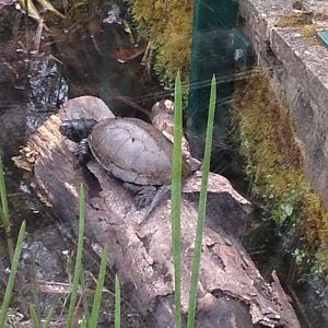 European pond turtle