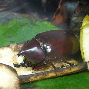 Sumatran Rhino Beetle