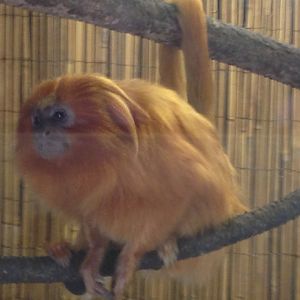 Golden-Lion Tamarin