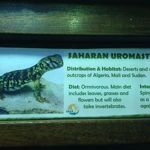 Saharan Uromastyx signage