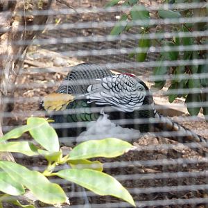 Lady Amherst's Phesant male in the new Rainbow Aviaries