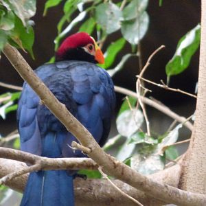 Violet Turaco