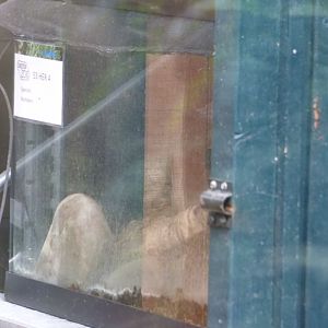 Off-Show Tailess Whip Scorpion Exhibit