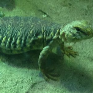 Saharan Uromastyx