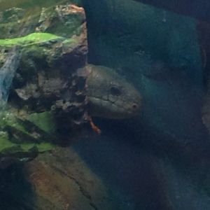 Peek-aboo with a prehensile-tailed skink