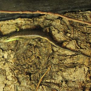 Olive tree skink