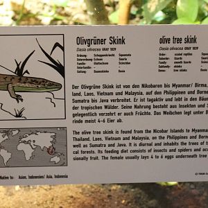 Sign Olive tree skink