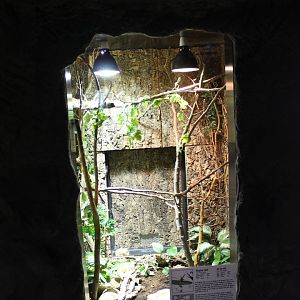 Enclosure Olive tree skink