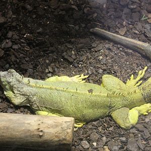 Green iguana