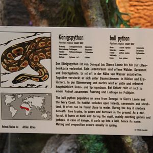 Sign Ball python