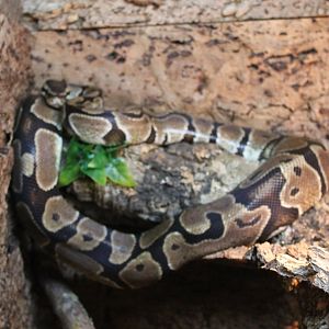 Ball python