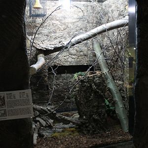 Enclosure Corn snake