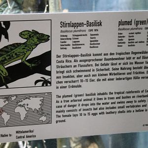 Sign Plumed basilisk