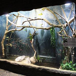 Enclosure Plumed basilisk