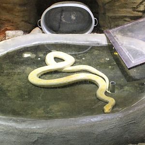 Burmese python