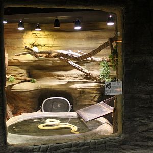 Enclosure Burmese python