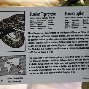 Sign Burmese python