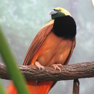 Raggiana bird of paradise