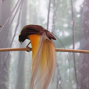 Lesser bird of paradise