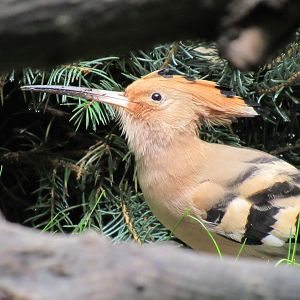 Eurasian hoopoe