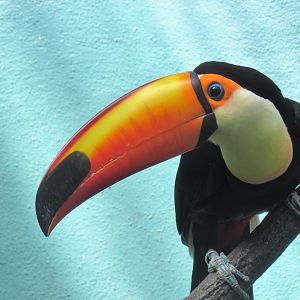 Toco toucan
