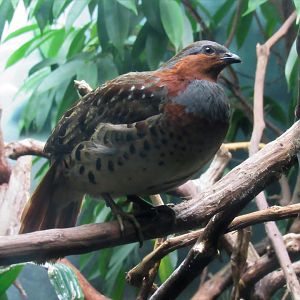 Chinese bamboo-partridge