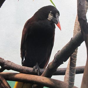Montezuma oropendola