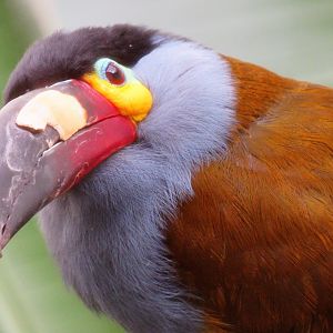 Plate-billed mountain toucan