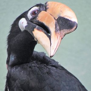 Oriental pied hornbill
