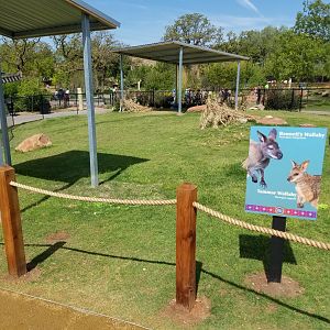 New Wallaby Walkabout at Oklahoma City Zoo