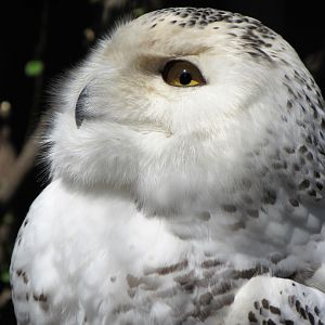 Snowy owl