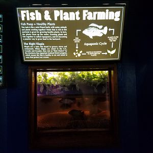 Unique Aquarium Exhibit