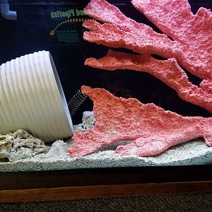 New Eel Exhibit