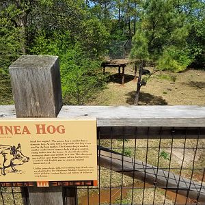 New Guinea Hog Exhibit