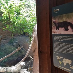New Tayra Exhibit