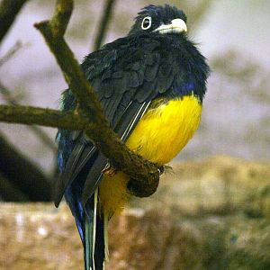 White-tailed trogon