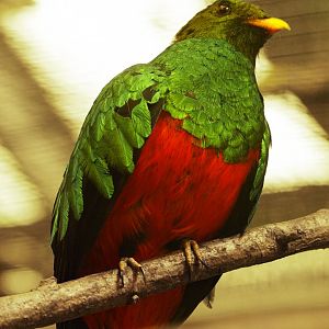 Golden-headed trogon
