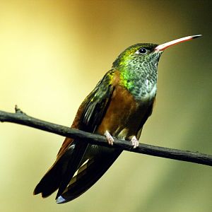 Amazilia hummingbird