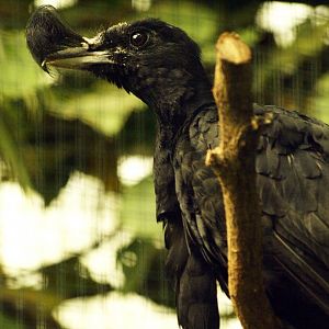 Long-wattled umbrellabird