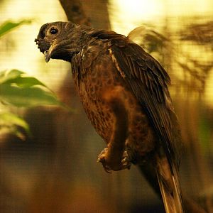 Hen Spangled cotinga