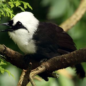 Sumatran Laughing thrush