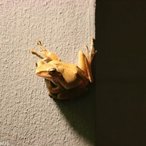 Four-lined Tree Frog - Bangkok