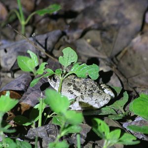 Asian Grass Frog - Near Kaeng Krachan