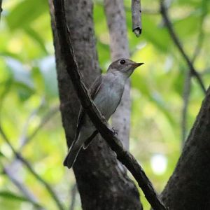 Asian Brown Flycatcher - Sri Nakhon Khuean Khan Park, Bangkok